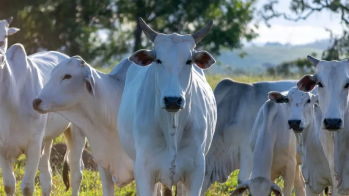 Prazo para atualizar cadastro de rebanhos bovinos termina na próxima sexta-feira