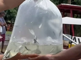 Peixamento do Rio São Francisco BOm Jesus da Lapa