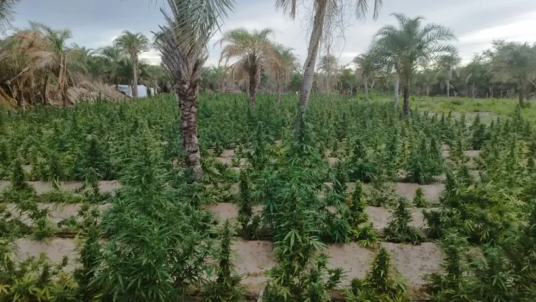 PF erradica mais de 5 mil pés de maconha no norte da Bahia