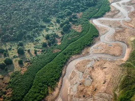 Pesquisa com bactérias na Amazônia pode desenvolver novos medicamentos