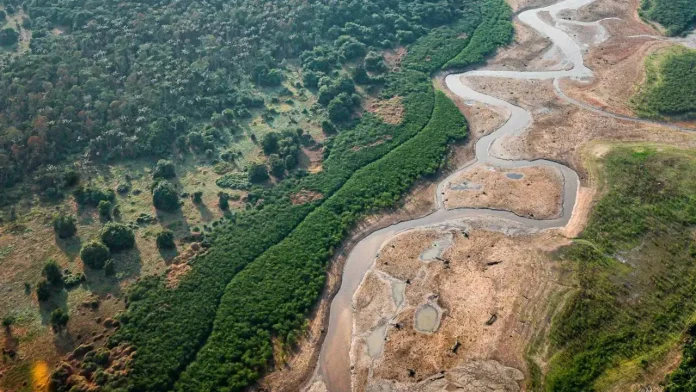 Pesquisa com bactérias na Amazônia pode desenvolver novos medicamentos