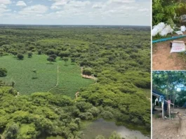 Mais de 50 mil pés de maconha foram apreendidos em Carinhanha