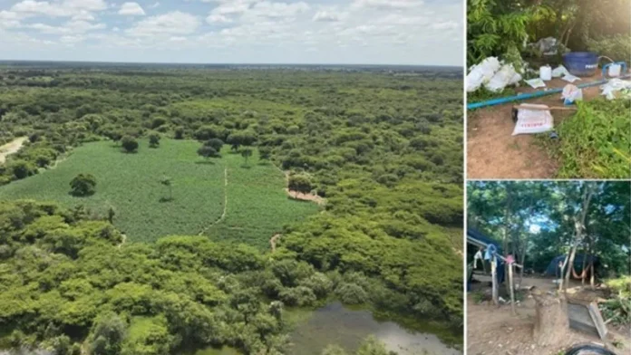 Mais de 50 mil pés de maconha foram apreendidos em Carinhanha