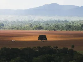 Desmatamento no Cerrado caiu 33% em 2024, mas ainda é elevado