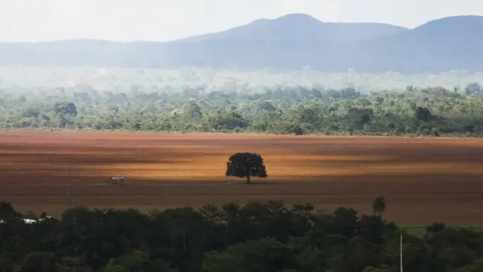 Desmatamento no Cerrado caiu 33% em 2024, mas ainda é elevado