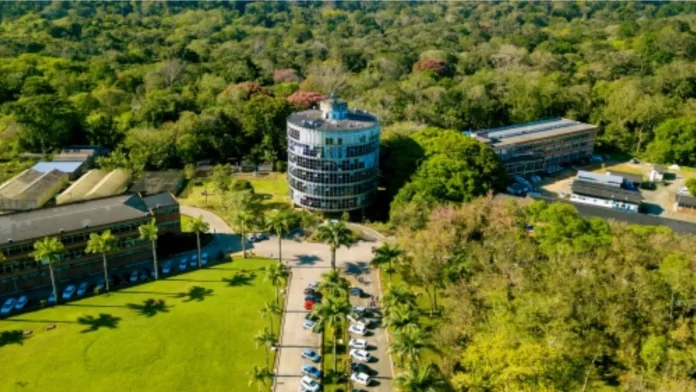 Pesquisadores da Uesc descobrem potencial biotecnológico em proteína da vassoura-de-bruxa