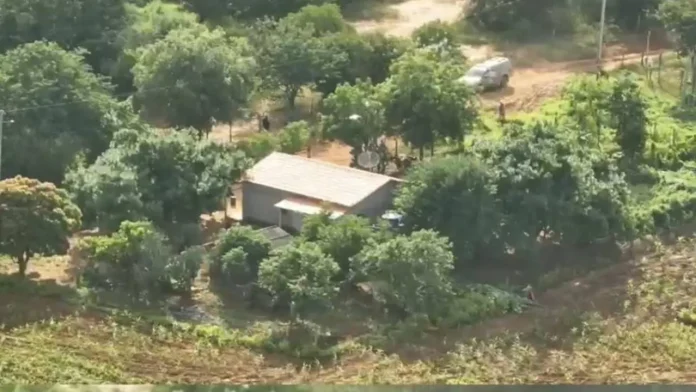 Polícia Militar encontrou mais duas áreas de cultivo de maconha em Carinhanha