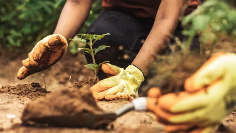 Boas Práticas Agrícolas geram sustentabilidade e oportunidades na agricultura
