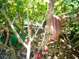 Fundo vai financiar pequenos agricultores de cacau da Bahia e do Pará