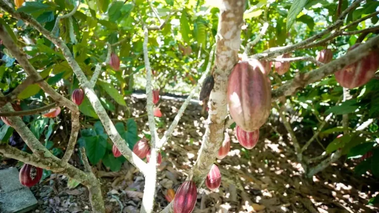 Fundo vai financiar pequenos agricultores de cacau da Bahia e do Pará