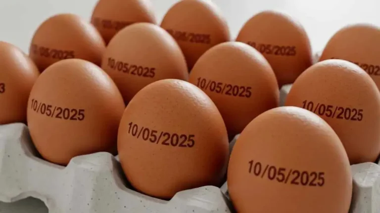 Produção de ovos e abate de bovinos, frangos e suínos atingem níveis recordes no Brasil