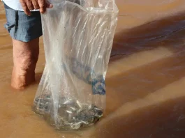 Peixamento Rio São Francisco dia mundial da água