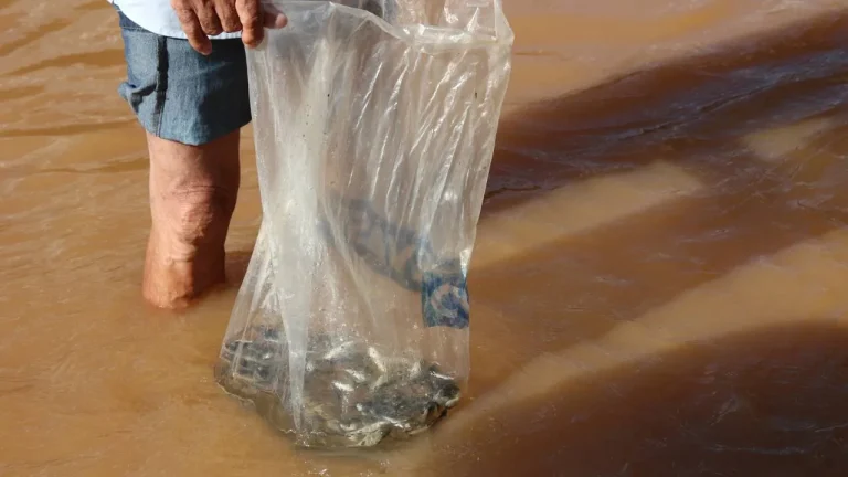 Peixamento Rio São Francisco dia mundial da água