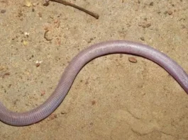 Cobra de duas cabeças descoberta em Caetité foi doada para universidades