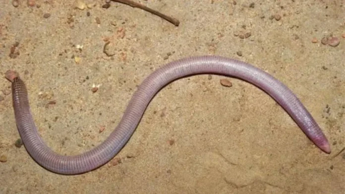 Cobra de duas cabeças descoberta em Caetité foi doada para universidades