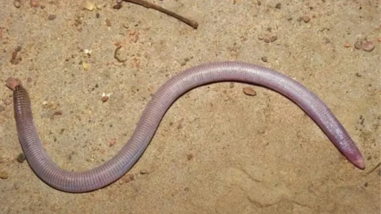 Cobra de duas cabeças descoberta em Caetité foi doada para universidades