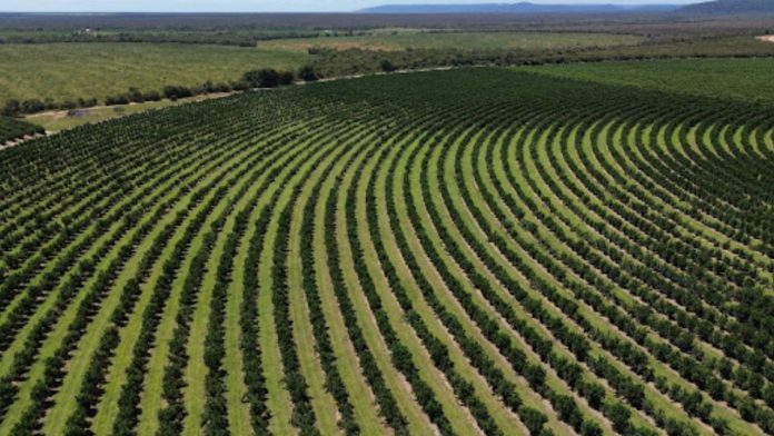 Citricultura baiana conquista mercado no Chile
