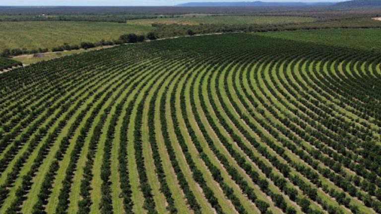 Citricultura baiana conquista mercado no Chile