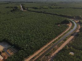Codevasf área irrigada projeto formoso