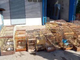 Operação do Inema resgatou mais de 200 animais silvestres