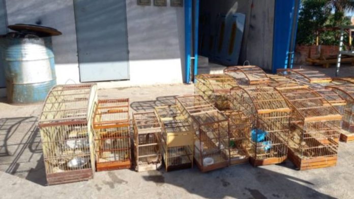 Operação do Inema resgatou mais de 200 animais silvestres