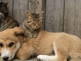Governo lançou programa de identificação e proteção de cães e gatos