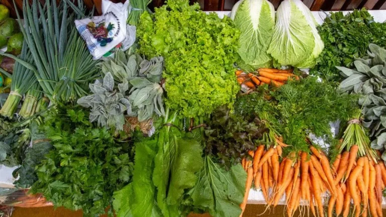 Governo Federal lançou chamada pública para fortalecimento dos Núcleos de Estudos em Agroecologia