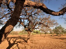 Cerca de 60% do território brasileiro foi afetado pela seca extensa entre 2023 e 2024