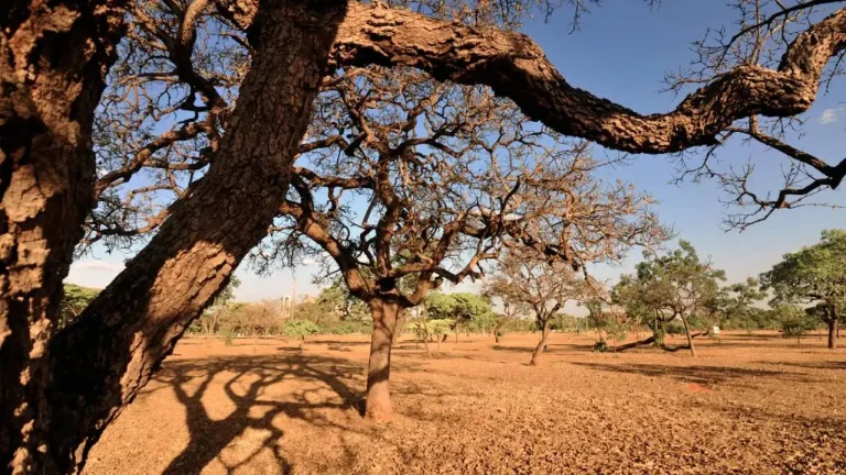 Cerca de 60% do território brasileiro foi afetado pela seca extensa entre 2023 e 2024