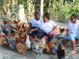 Com participação da agricultura familiar, produção de ovos bateu recorde na Bahia