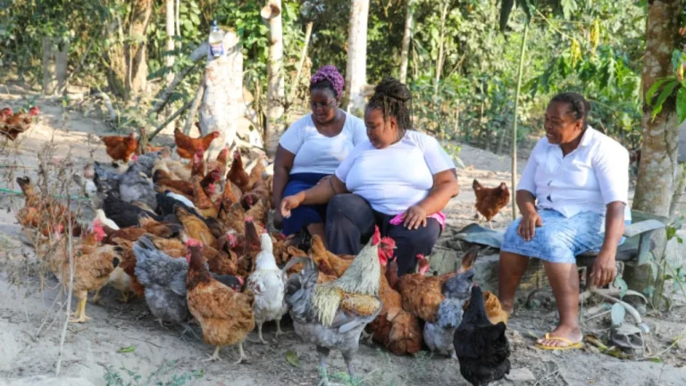 Com participação da agricultura familiar, produção de ovos bateu recorde na Bahia