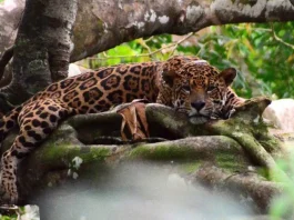 Áreas Protegidas da Amazônia abrigam mais de seis mil onças-pintadas, aponta estudo