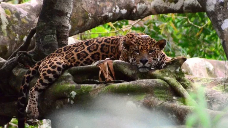 Áreas Protegidas da Amazônia abrigam mais de seis mil onças-pintadas, aponta estudo