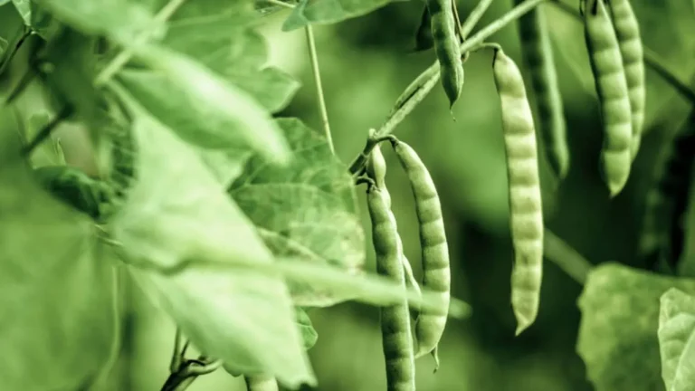 Agricultura publicou novo Zarc para a semeadura do feijão