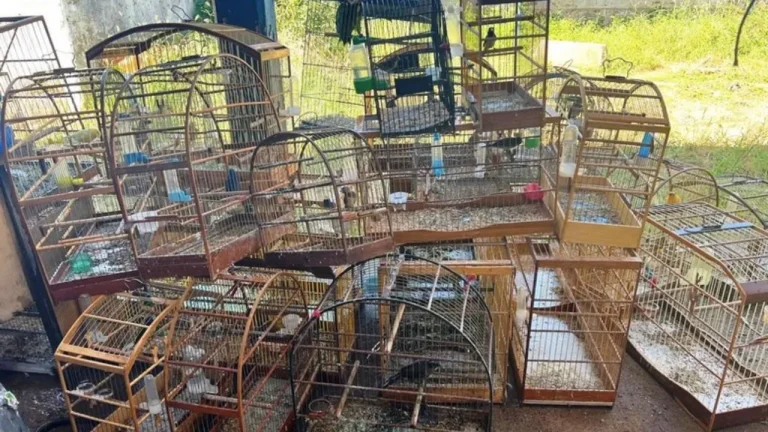 Operação em Barreiras apreendeu 57 aves e cães em situação de maus-tratos
