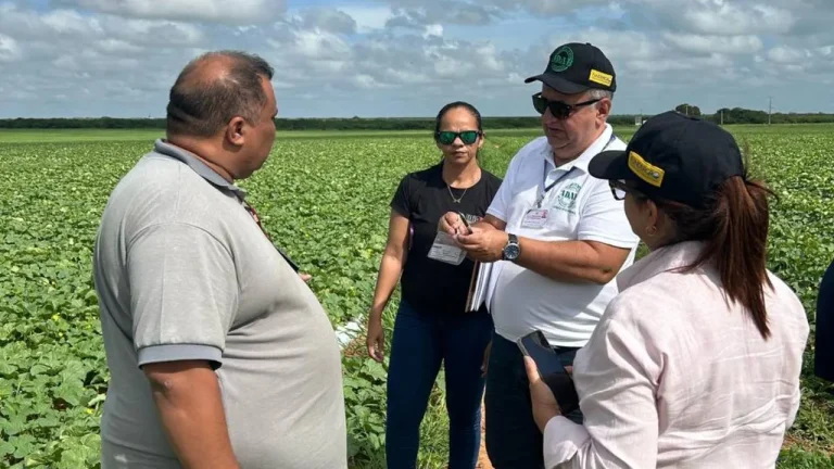 Bahia e Rio Grande do Norte unificam esforços no combate à Mosca-das-Frutas
