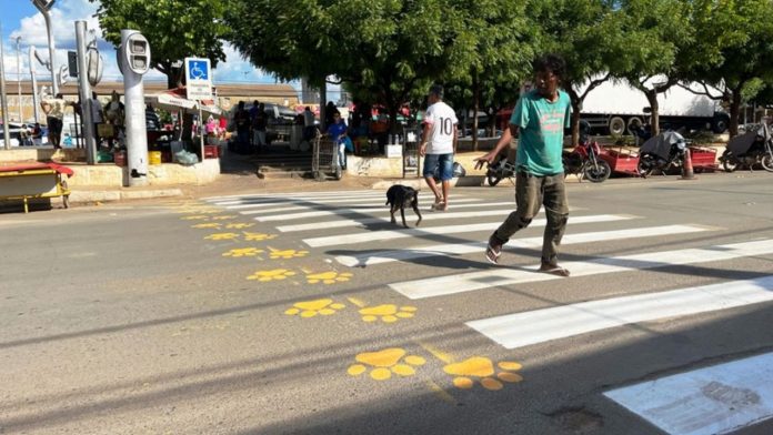 Barreiras adota faixas exclusivas para travessia de animais