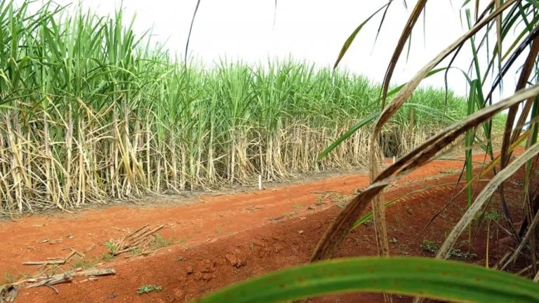 Conab estima produção de 663,4 milhões de toneladas de cana