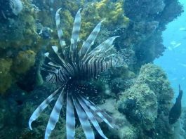 Peixe-Leão encontrado no mar em Salvador representa risco para a biodiversidade