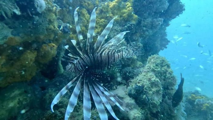 Peixe-Leão encontrado no mar em Salvador representa risco para a biodiversidade