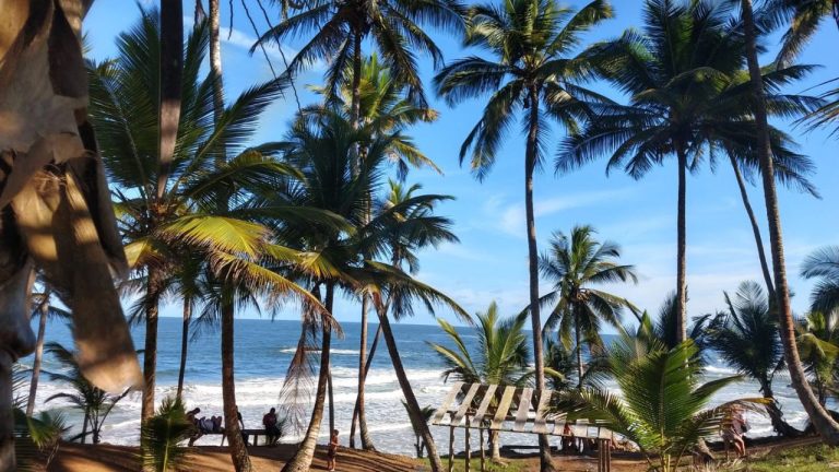 STF invalidou lei da Bahia que permitia supressão vegetal na Mata Atlântica e Zona Costeira