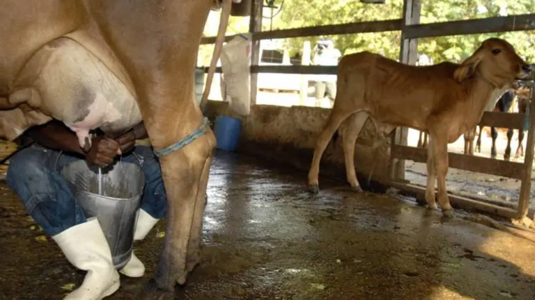 Semana do Produtor de Leite de Vitória da Conquista terá atividades no dia 12 de abril