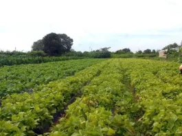 Câmara aprova política que estimula permanência de jovens no campo