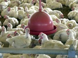 Ministério da Agricultura confirmou suspensão das exportações de carne de aves para 20 países