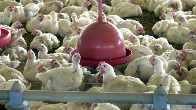 Ministério da Agricultura confirmou suspensão das exportações de carne de aves para 20 países