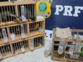 PRF resgatou 23 aves silvestres transportadas em ônibus interestaduais na BR-116 em Vitória da Conquista