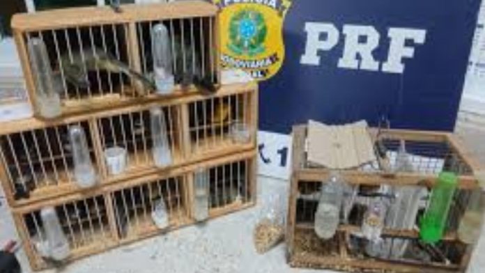 PRF resgatou 23 aves silvestres transportadas em ônibus interestaduais na BR-116 em Vitória da Conquista