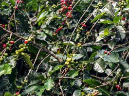 Produção de café deverá ser de 55,7 milhões de sacas em 2025