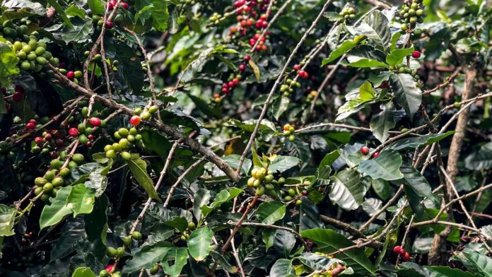 Produção de café deverá ser de 55,7 milhões de sacas em 2025