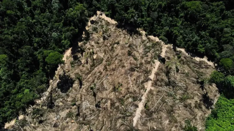 Florestas públicas não destinadas são ameaçadas por crimes ambientais
